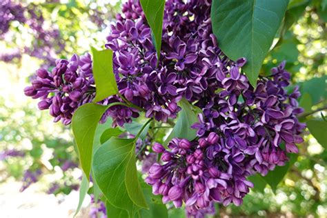 庭院 樹|【庭院樹種】庭院種植必備：花香四溢、寓意極佳的15種觀花喬木。